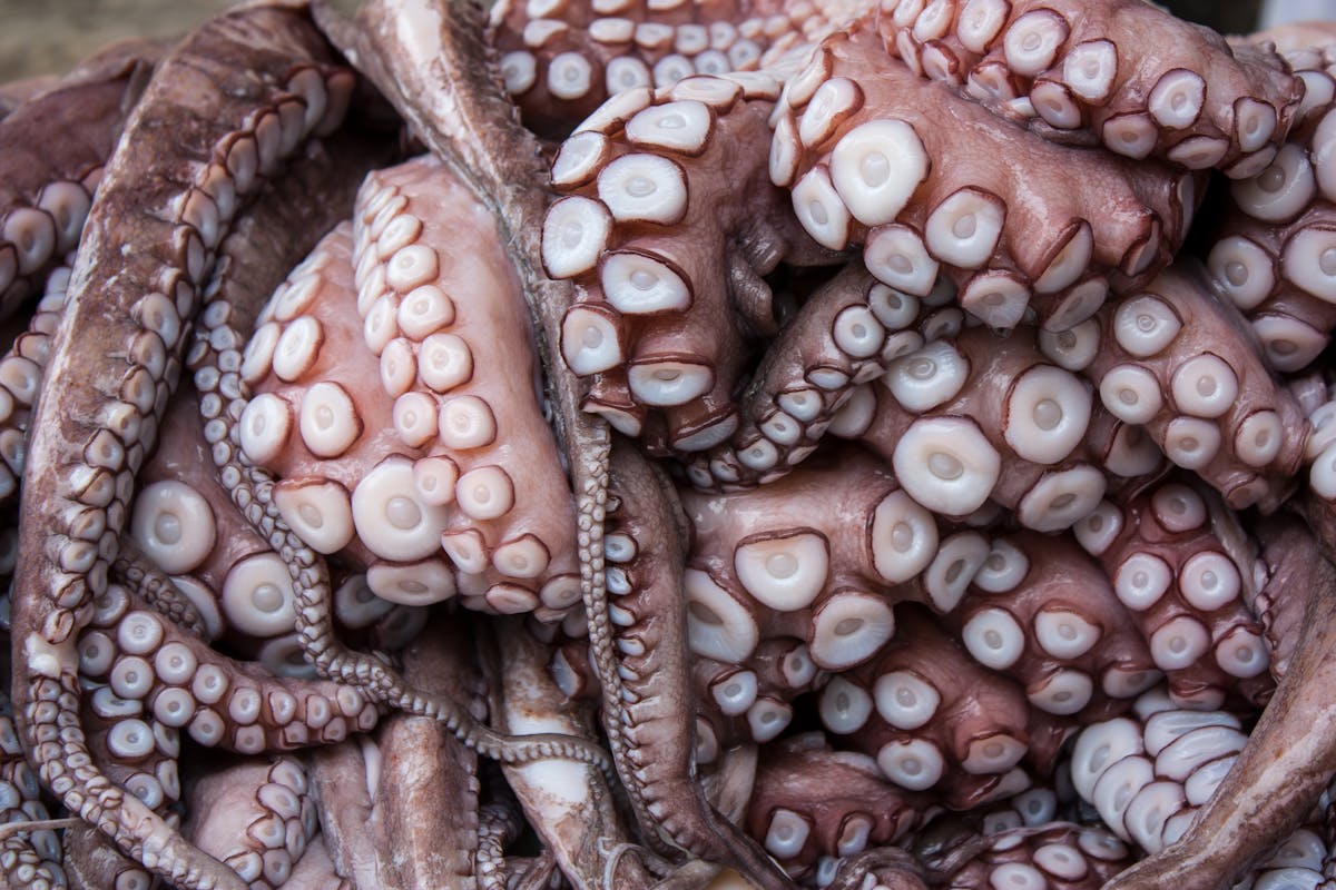 Fresh raw octopus tentacles